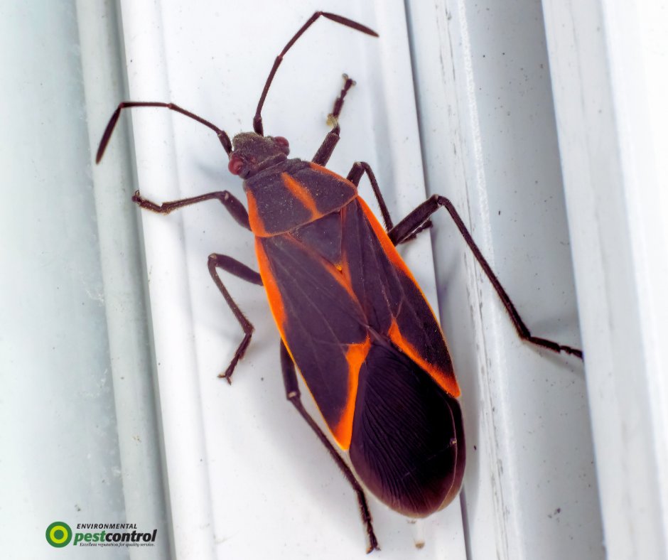 ENVPestControl's tweet photo. Are boxelder bugs popping up inside your home this time of year? Our Pest Library is packed with everything you need to know about getting rid of boxelder bugs—including why they show up, how to keep them out, and what to do if they’re already inside: https://t.co/VutAfJXZWt https://t.co/0ihbDS1OWh