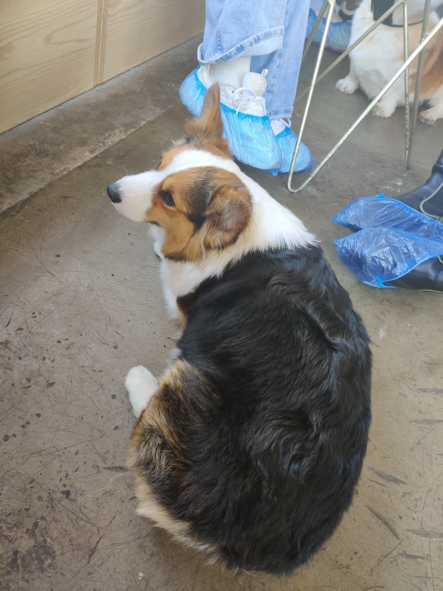 Cobre Assistant tweet media