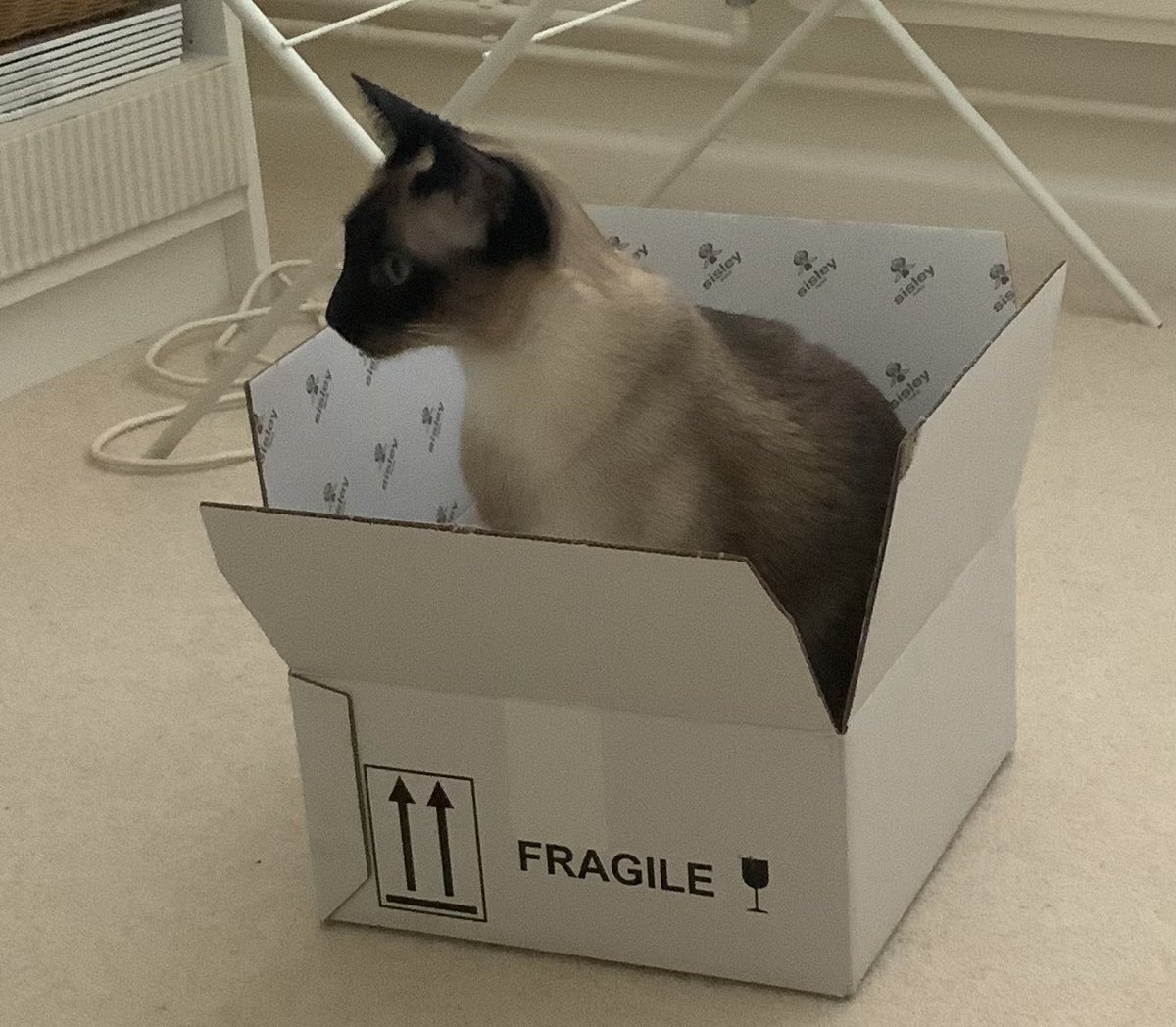 OtherthingsCats's tweet photo. Mumโs been mail order shopping againโฆ ๐ป๐พ
#catbox #CatsOnX #CatsOfTwitter #mezzers https://t.co/neSXGxSTCM