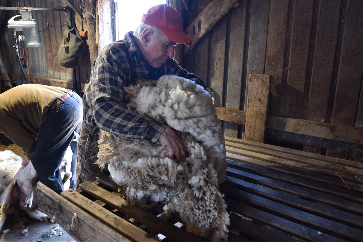 CestariWool's tweet image. Every skein starts here.
Fresh fleece straight off the sheep — clean, natural, and full of possibility.
It’s an incredible thing to watch wool go from pasture… to shears… to yarn in your hands.
#YarnLovers #WoolYarn #SheepToSkein #KnittingCommunity #FarmFiber