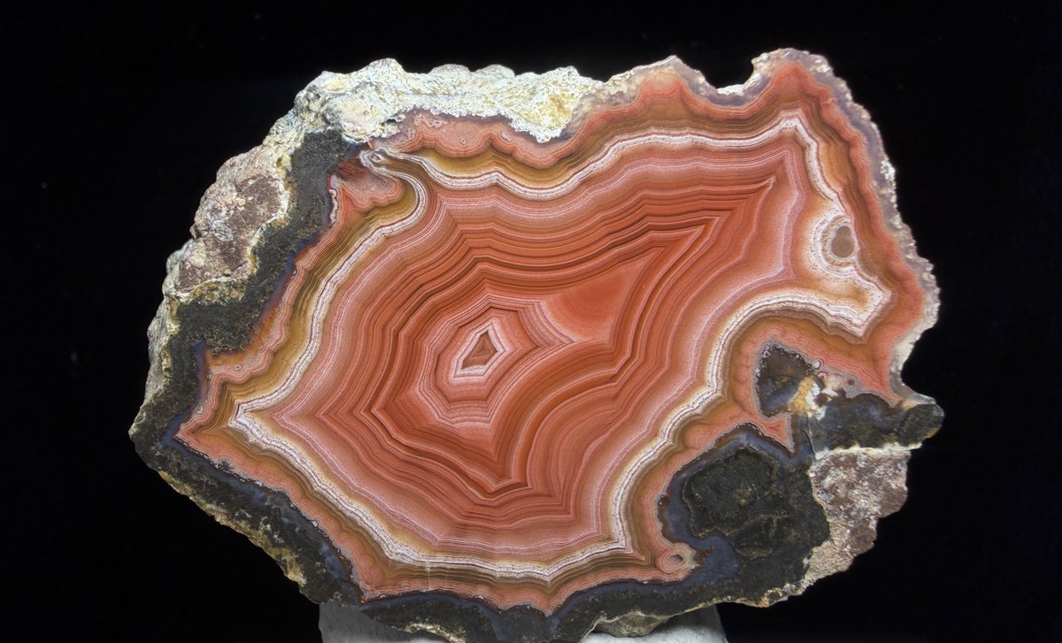 グンマー tweet media