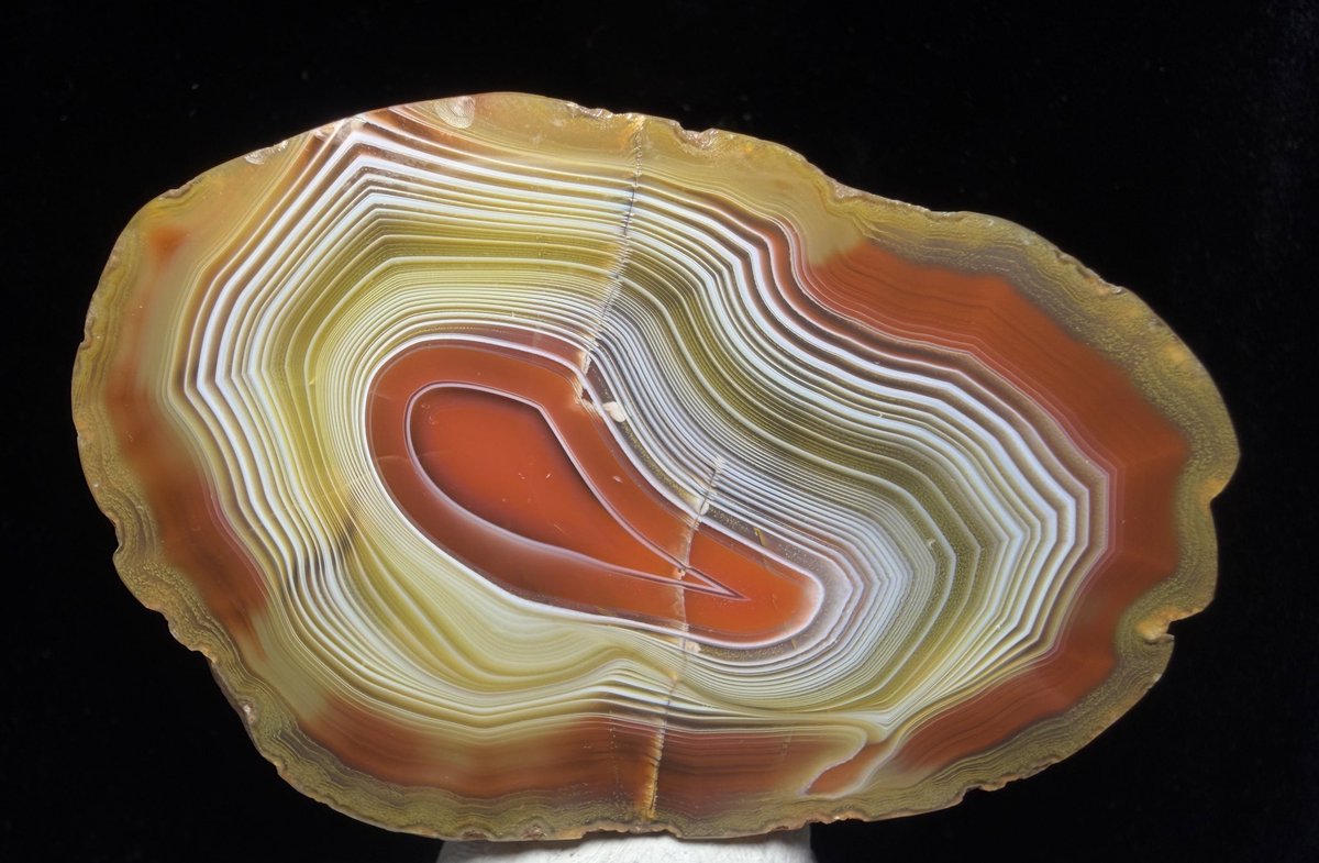 グンマー tweet media