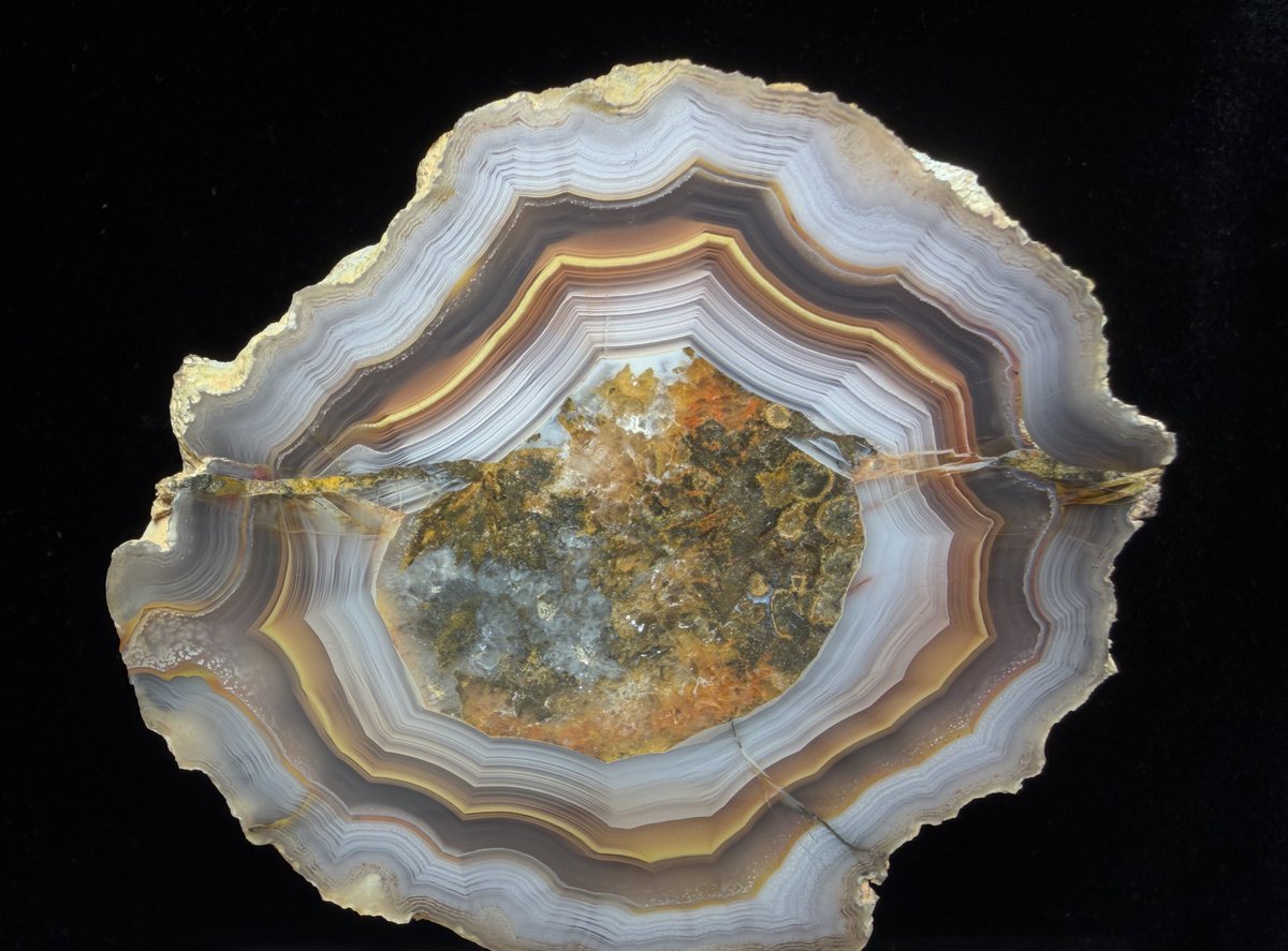 グンマー tweet media