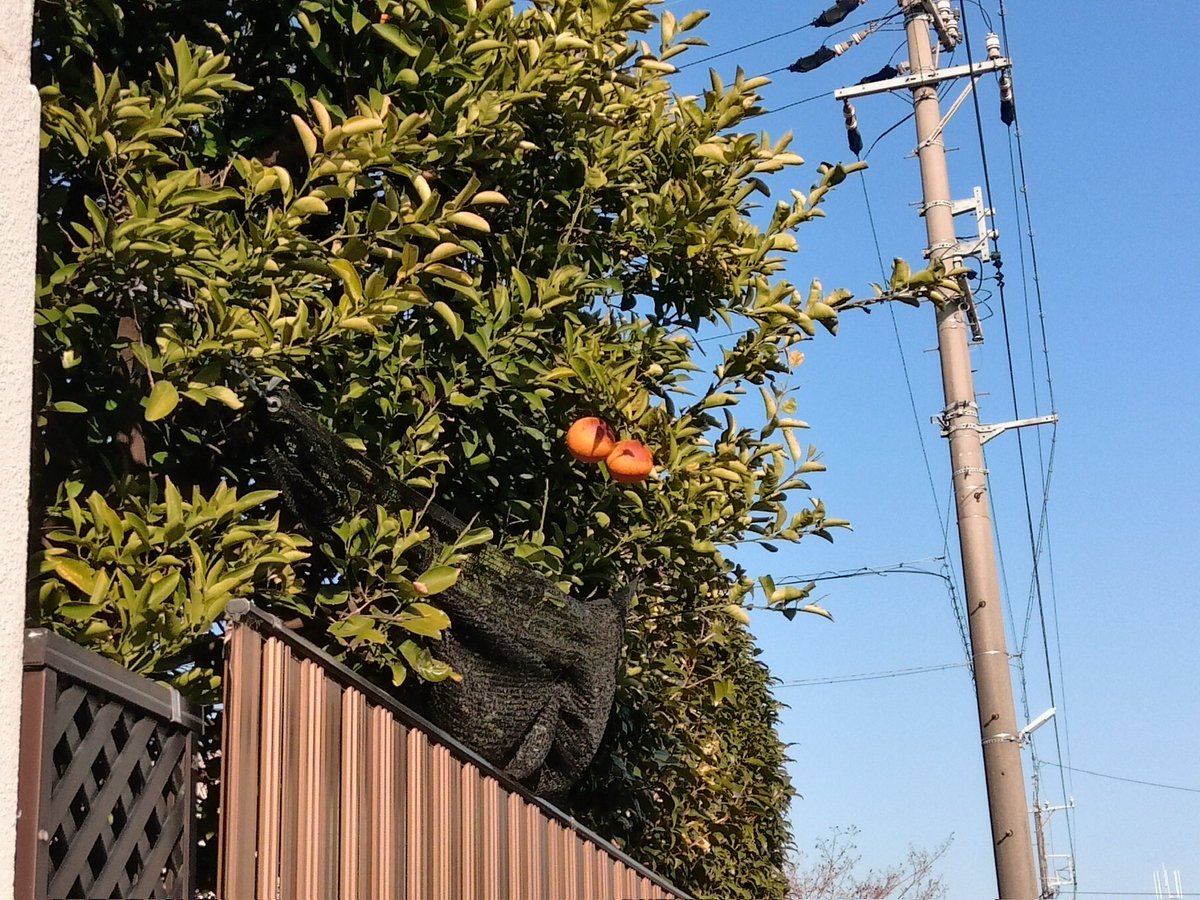 dgwpjawwdaa's tweet image. #kodakpixpro