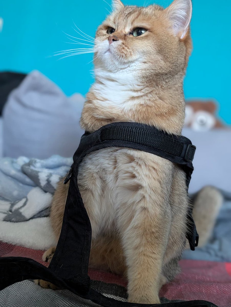 Diva 1 mal 1