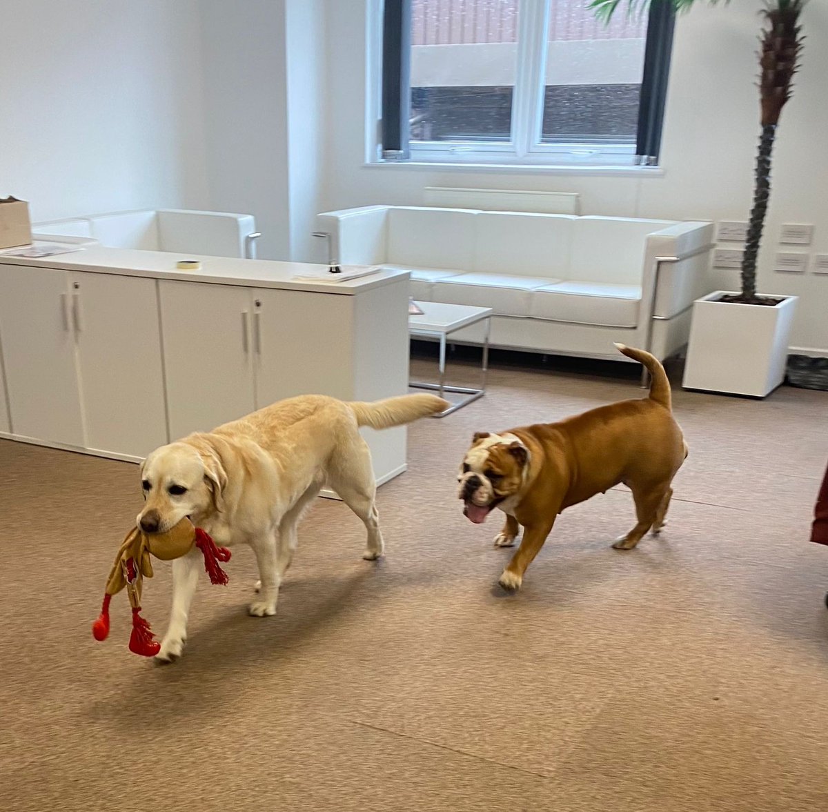 DJSResearch's tweet photo. Less running from the hounds of love, more running around for the love of hounds in our head office today! 🐶 Yes, it's our much-loved Bring Your Dog to Work day - and what a morning it's been!🐕 🐾#Wellbeing #BringYourDogToWorkDay https://t.co/D8xNl5CcFL