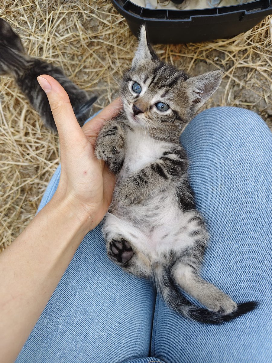 🚨YUVA ARIYORUZ

Adı Makbule, 6,5 aylık kısır dişi
kedi. İç-dış parazit yapıldı

5 kardeşini kaybettik, tek başına kaldı şimdilik bahçede bakıyoruz ancak güvenli değil, çok savunmasız. Güvende olacağı sıcak bir yuva arıyoruz. Ev kedisi gibi çok korkak, sevgi dolu ve uysal.