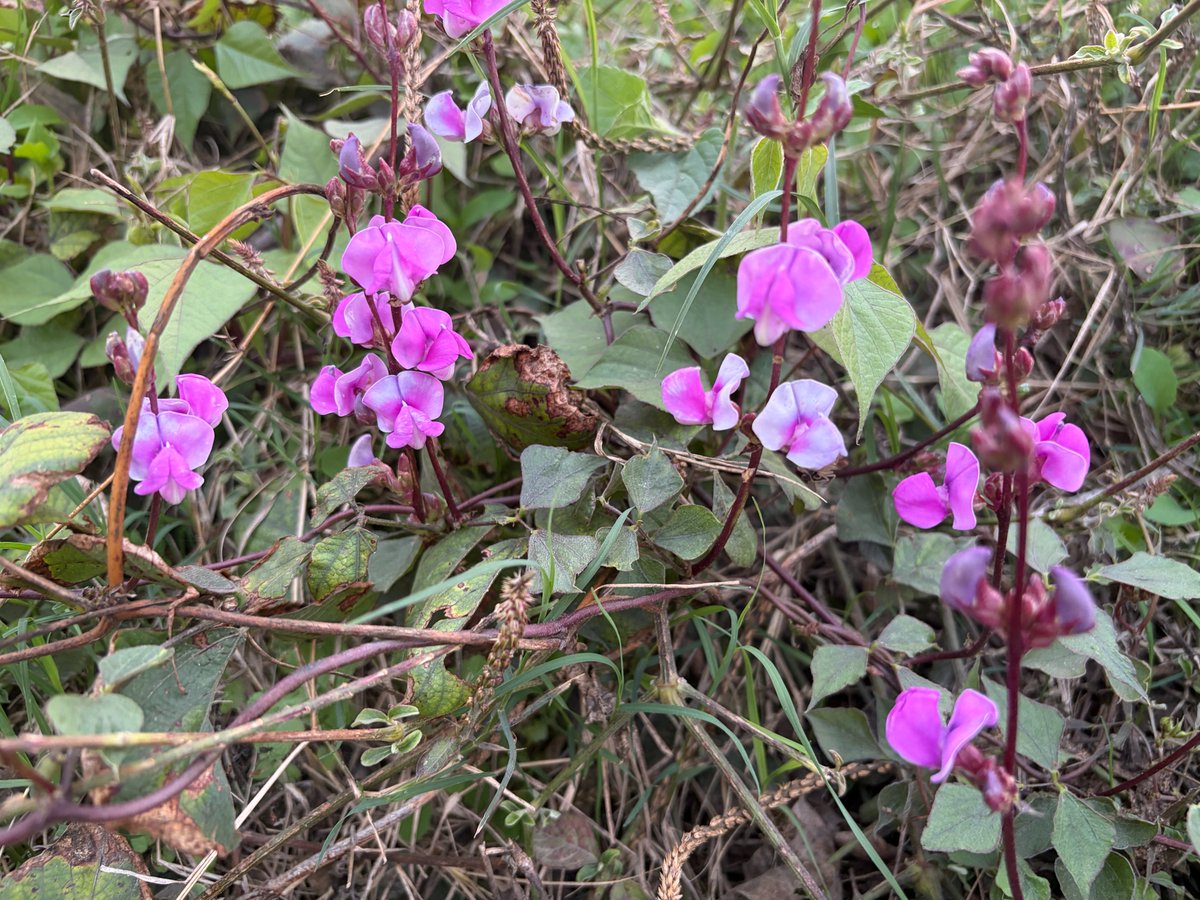 Vikram Jit Singh tweet media