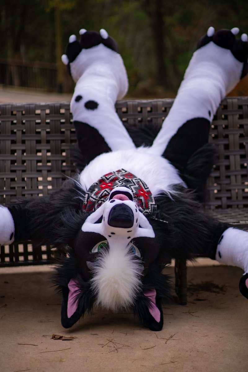 🐄 Beau Collie 🌽 🔜 AC, MP tweet media