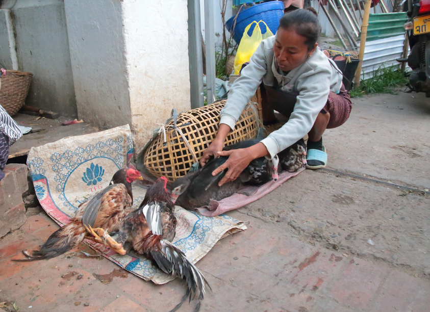 One Health - U of Guelph tweet media