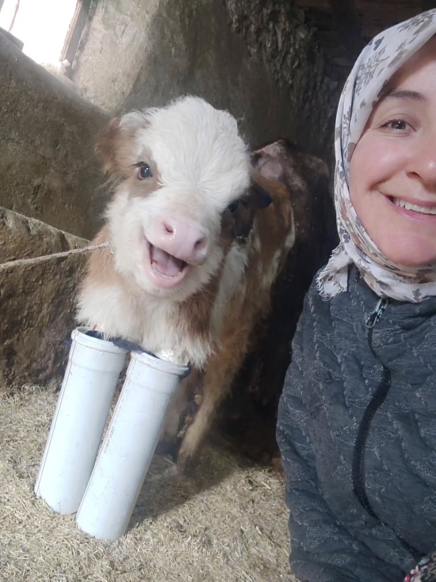 Fotoğrafının çekildiğini fark edince poz veren sevimli bir buzağı.