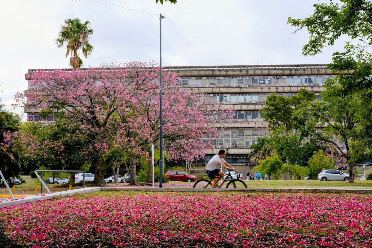 Daniel Carando tweet media