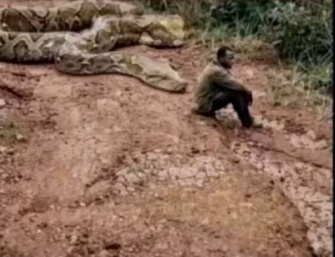 Abi this anaconda dey think say I dey in the mood today?