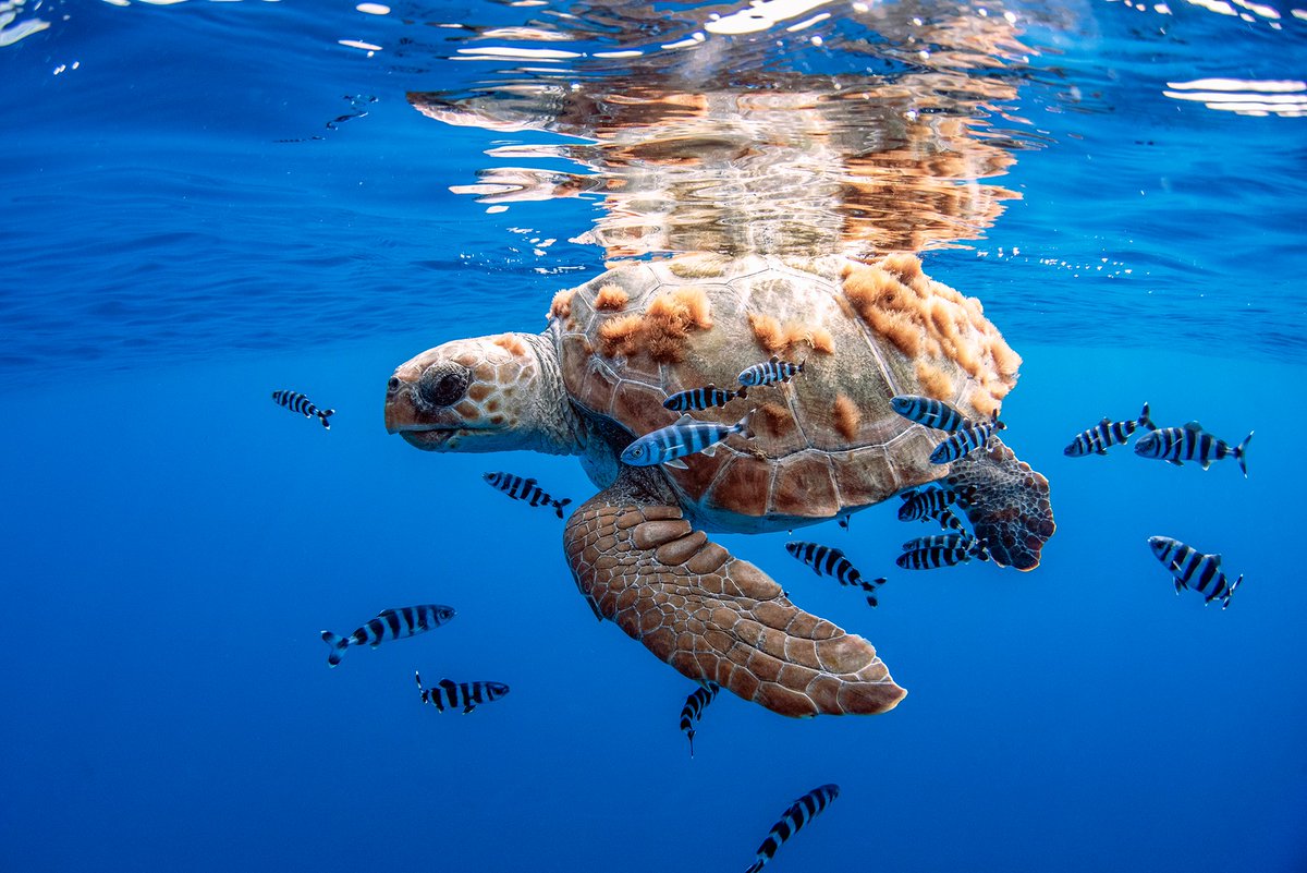 seaturtleweek tweet media