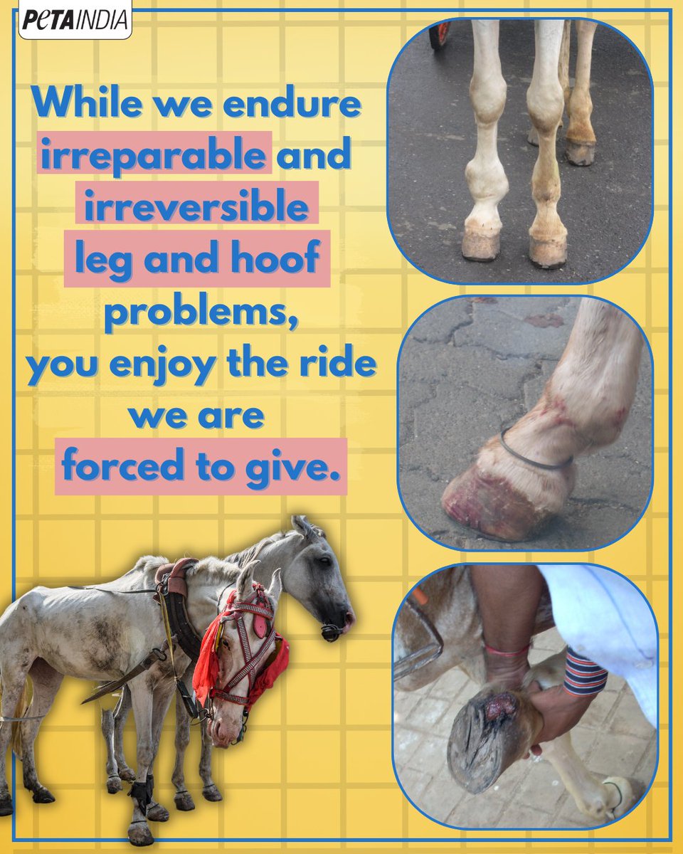 PetaIndia's tweet image. They don’t deserve this. 💔
Help horses in Kolkata: petain.vg/asa.

#Horses #Kolkata #NotOursToAbuse #AnimalRights #PETAIndia