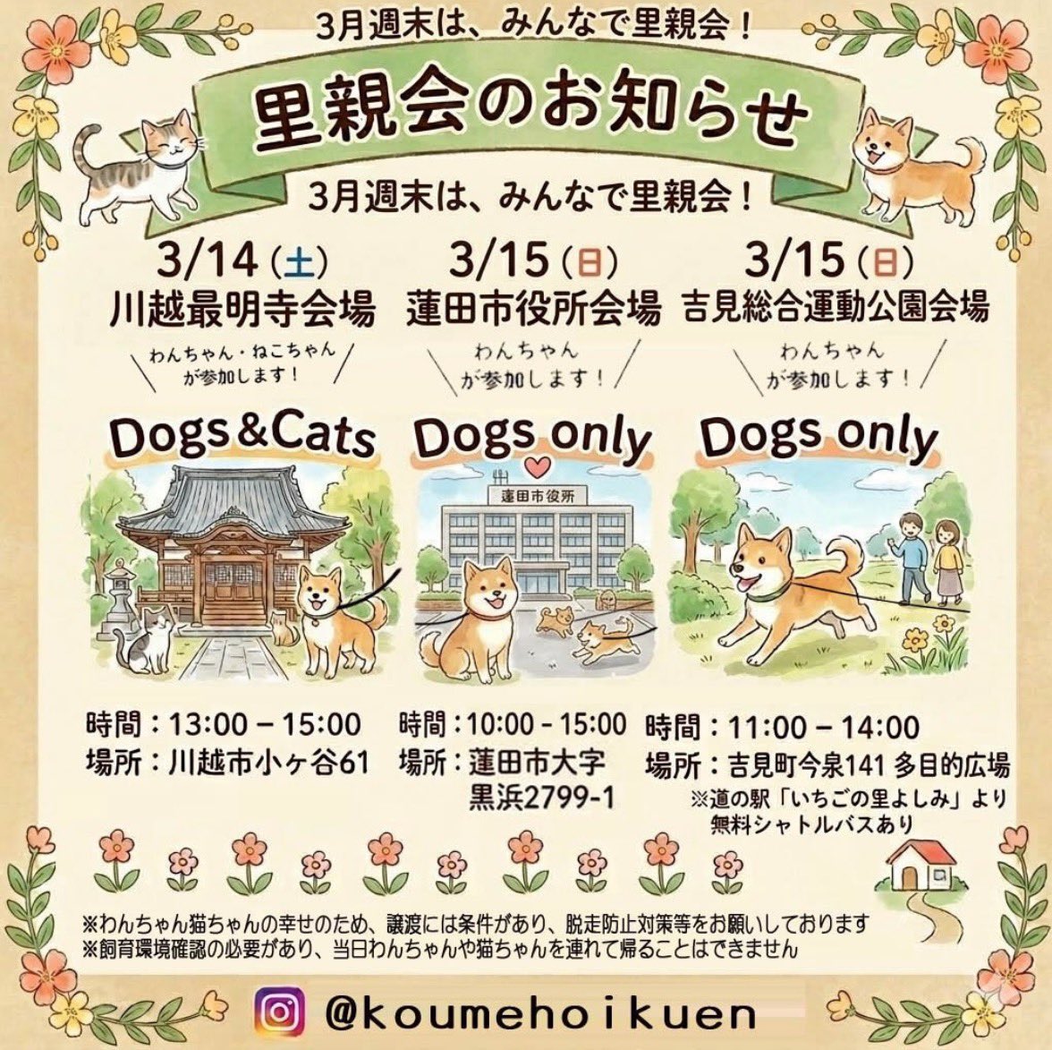 nicoaki0130's tweet photo. お散歩後に足拭き待ちのお利口ぴよ💓

3/14(土)里親会
川越最明寺会場
13時〜15時参加します🐶
遊びにきてね〜❣️

＃里親募集中  ＃保護犬を家族に ＃ジャックラッセル ＃トイプー ＃Mix ＃わんにゃん小梅保育園 https://t.co/0OU7W3YYMO