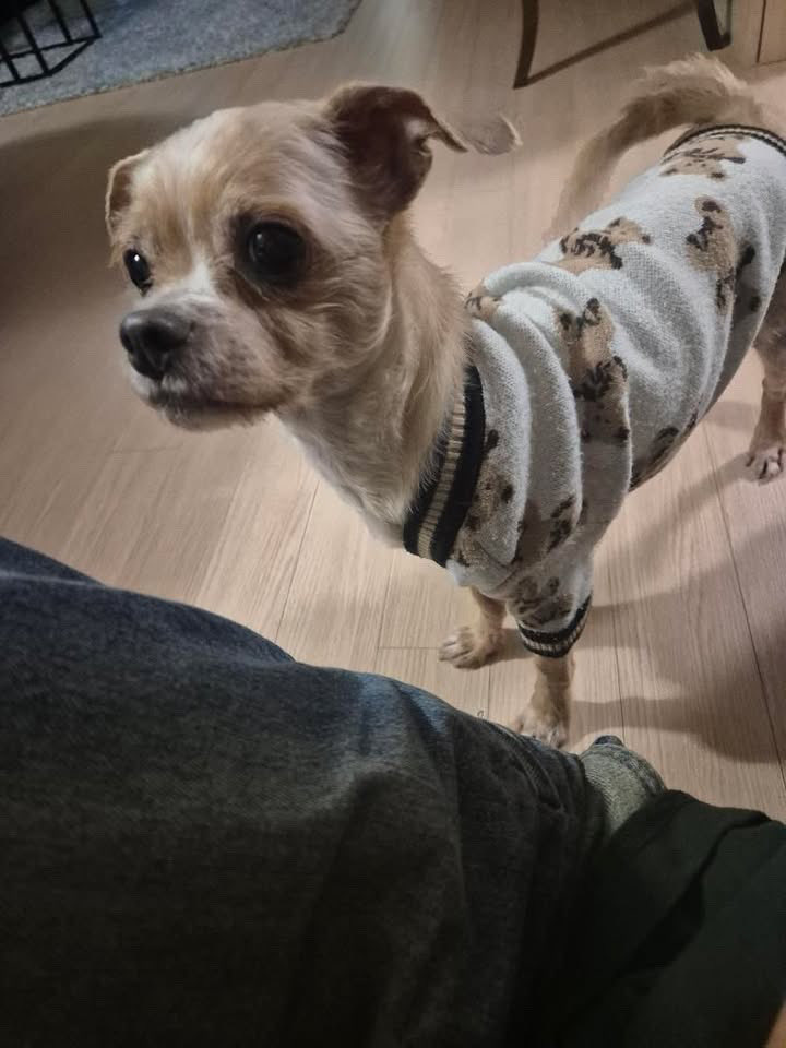 your bae tweet media