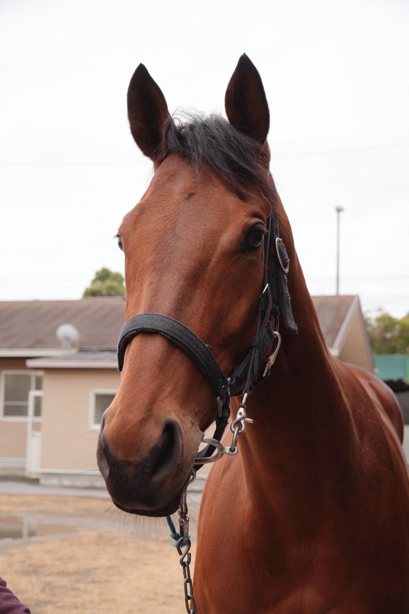 ピコレーシング tweet media