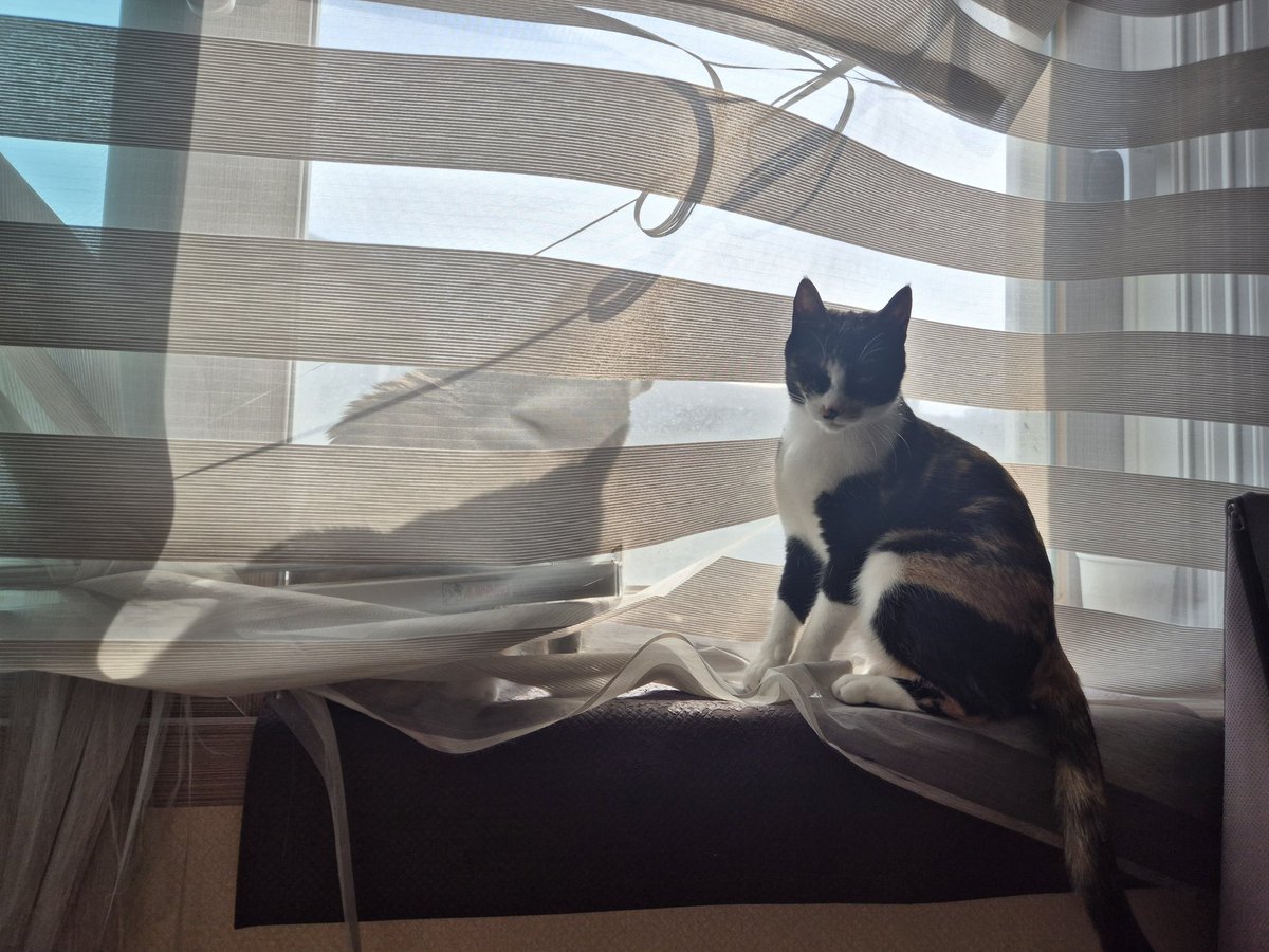 hongredcat's tweet photo. 바보고양이🤭 언니랑 놀고 싶은데 블라인더를 제치고 들어가는 방법을 몰라 애타게 천만 건드리는 중~
#고양이입양 #입양홍보 #임보 #사지말고입양하세요 https://t.co/WcVEO6C4Ub