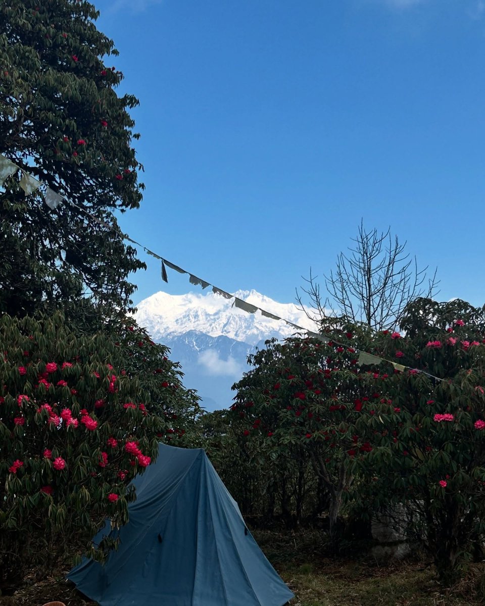 MDoNER_India's tweet photo. Spring in Sikkim comes alive with blooming Rhododendron, painting the mountains in vibrant colours and keeping the beauty of Northeast India blooming.
#Sikkim #MDoNERIndia #SpringInNER https://t.co/a3FGk0MdlL