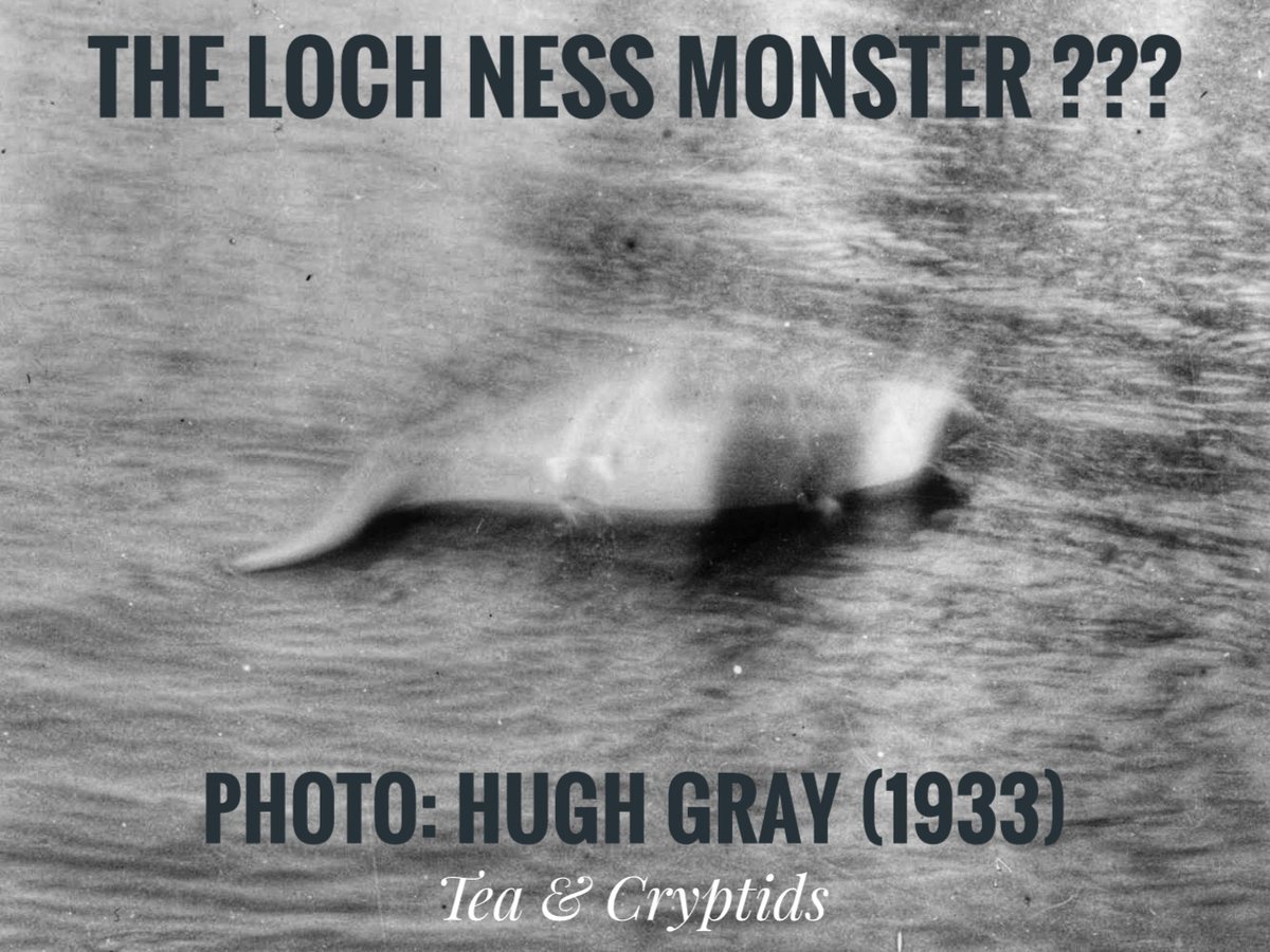 TeaandCryptids tweet media