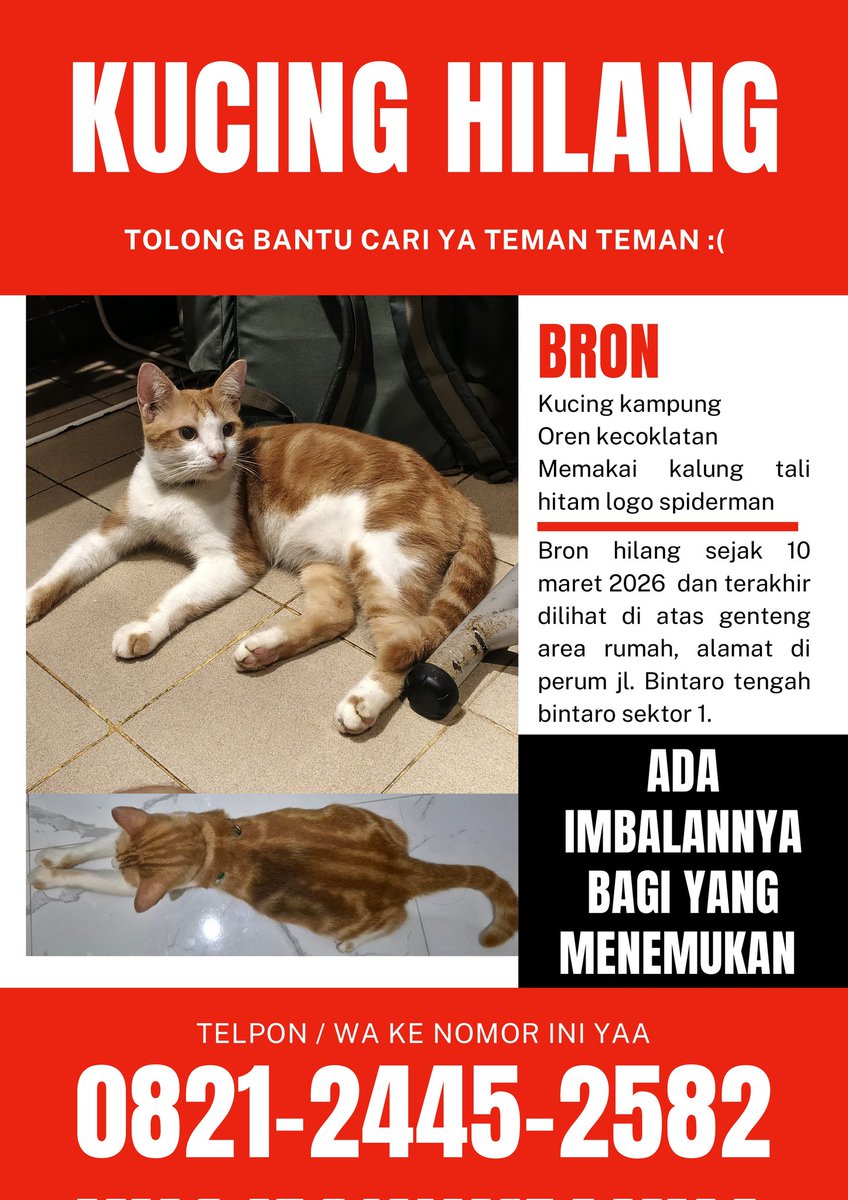 yudissuluh's tweet photo. X please do your magic 🙏🏿✨🥹 

Kucingku hilang, bagi yg menemukan atau melihat hubungi no di gambar tertera yaa terkhususnya bagi warbin dan sekitarnya.. 

#kucinghilang #bintaro https://t.co/nhFpltnEVB