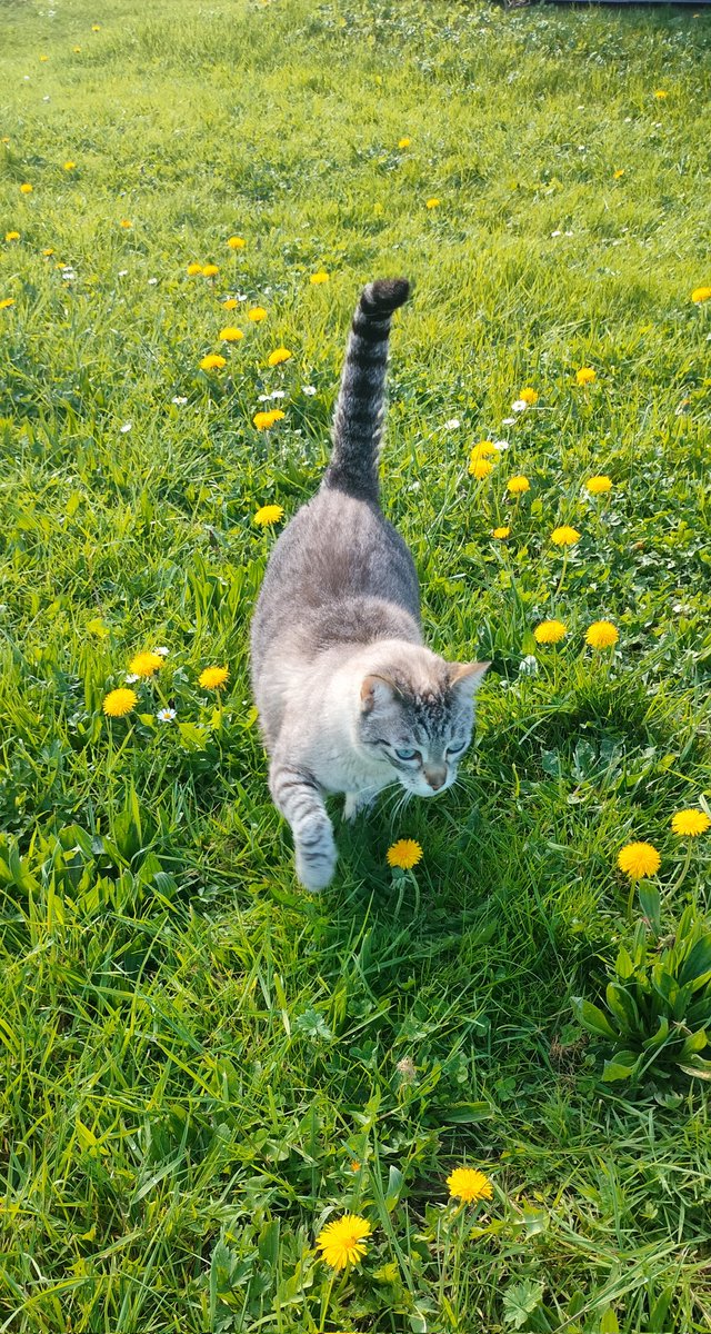 Gandalf chat tweet media