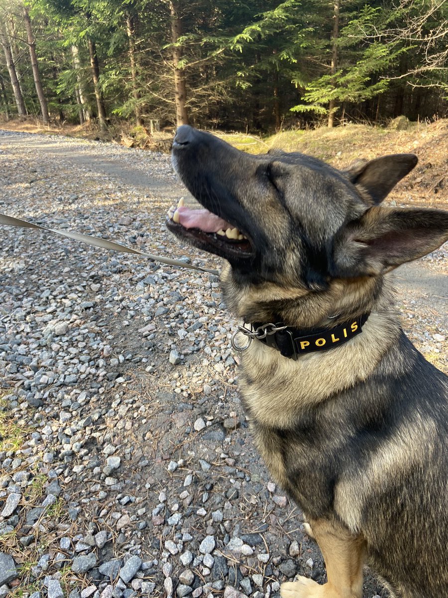 PappaPolis/K9Tempo tweet media