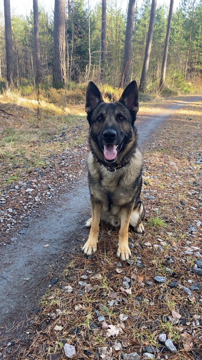 PappaPolis/K9Tempo tweet media