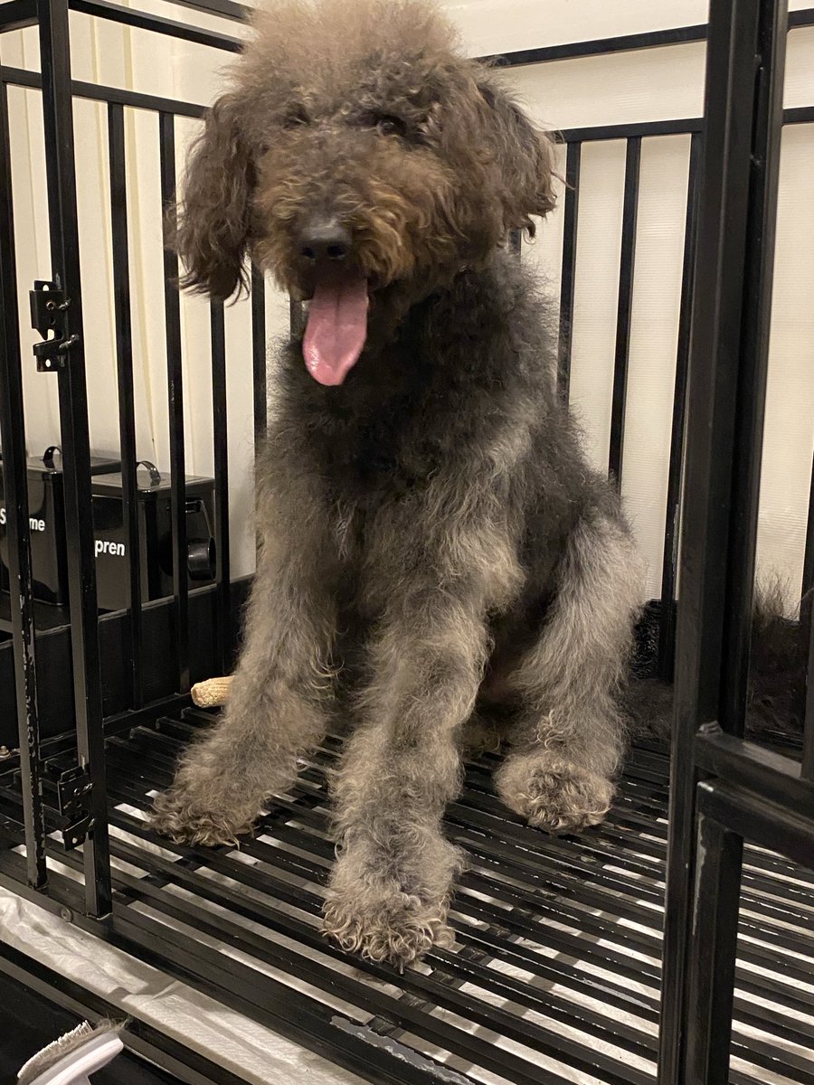 🌹ナカムラ ルビイ🌹 tweet media