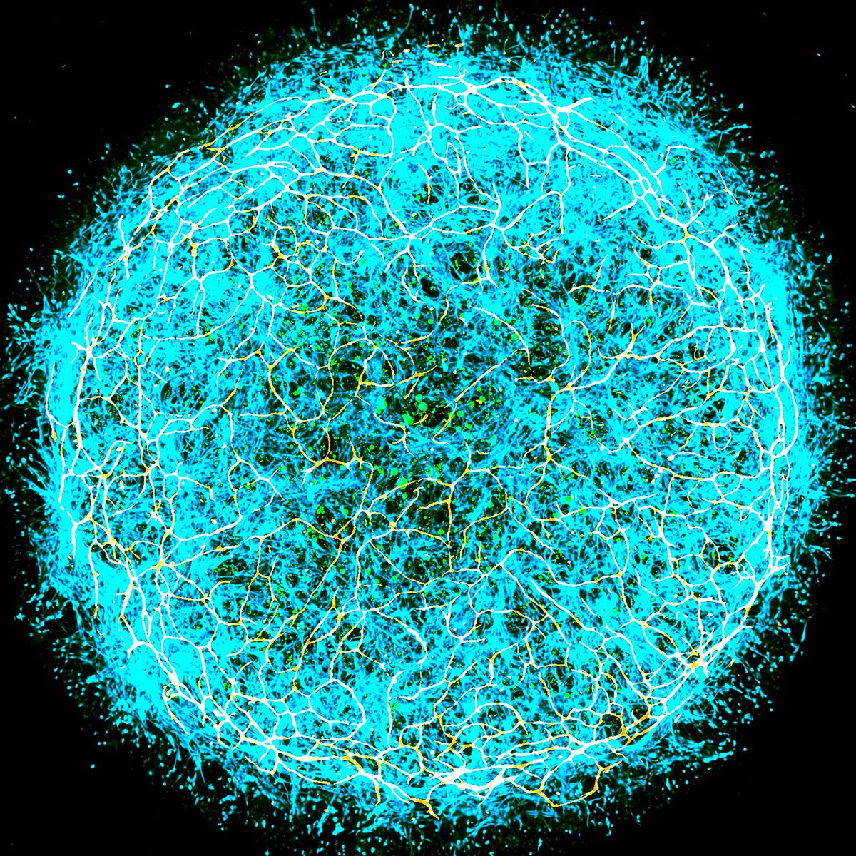 Aging Brain @ MIT tweet media