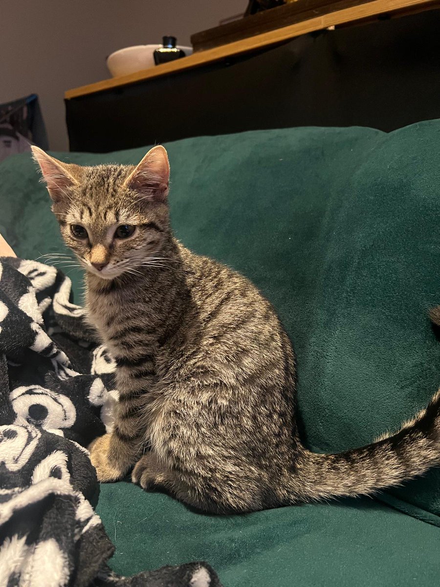 SPECR_cat tweet media