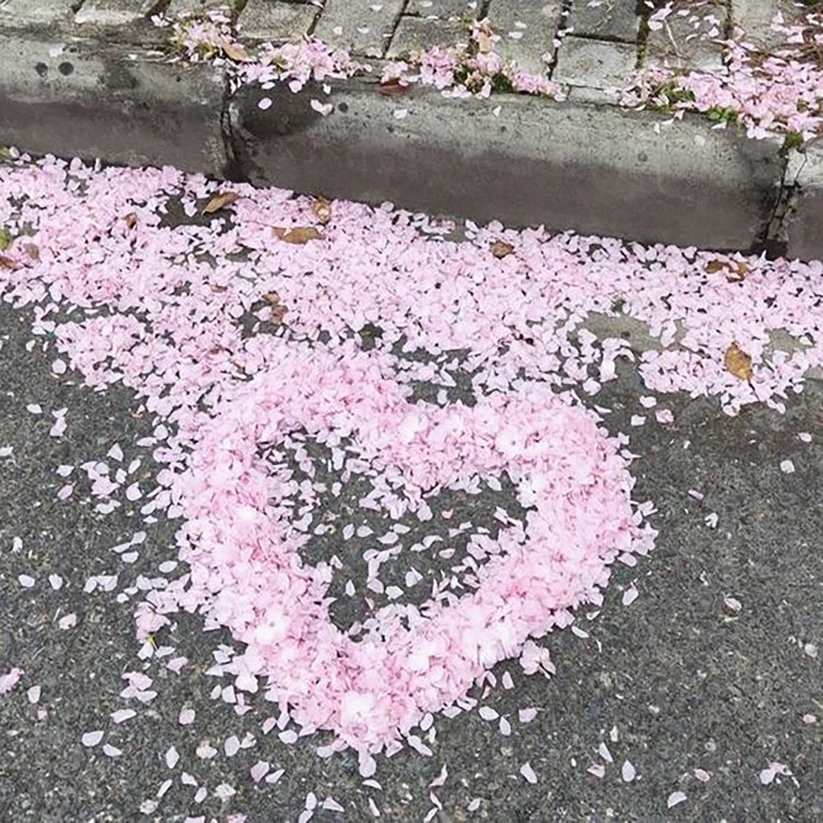 🐰 ᏣᏬͳᏋ, soft, cυ∂∂ℓу tweet media