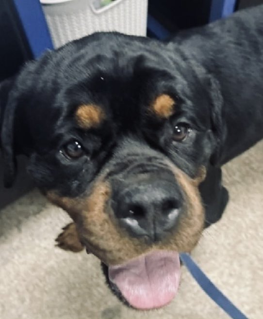 Moishe's Mom tweet media