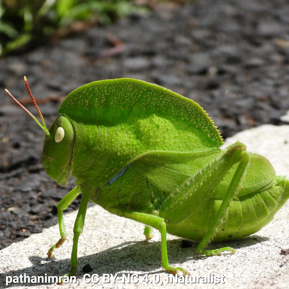 American Museum of Natural History tweet media