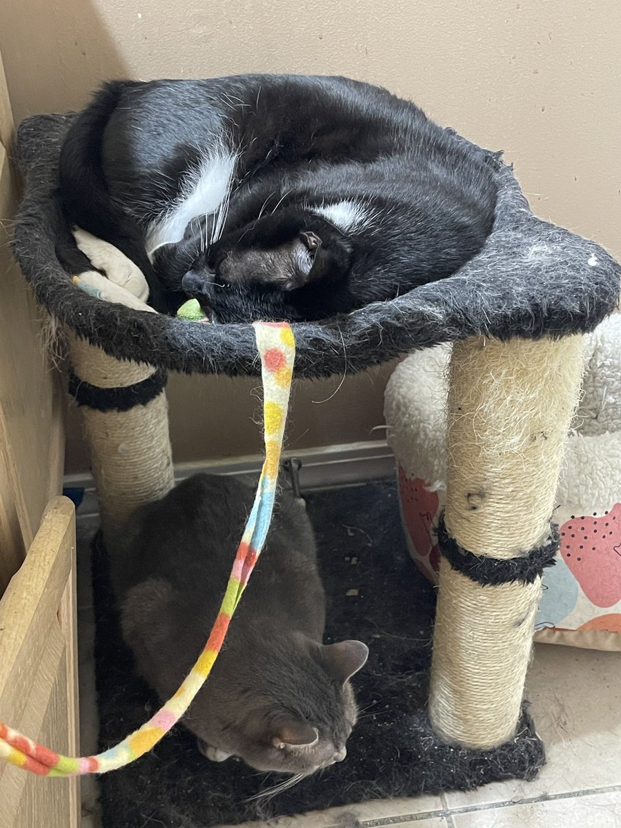 PrettySweetKitties tweet media