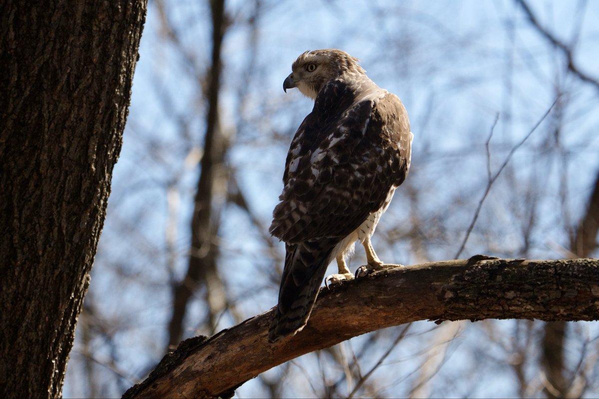 small squinty hawk extremely close to the path up the hill north of the pool #birdcpp <a href="/BirdCentralPark/">Manhattan Bird Alert</a>