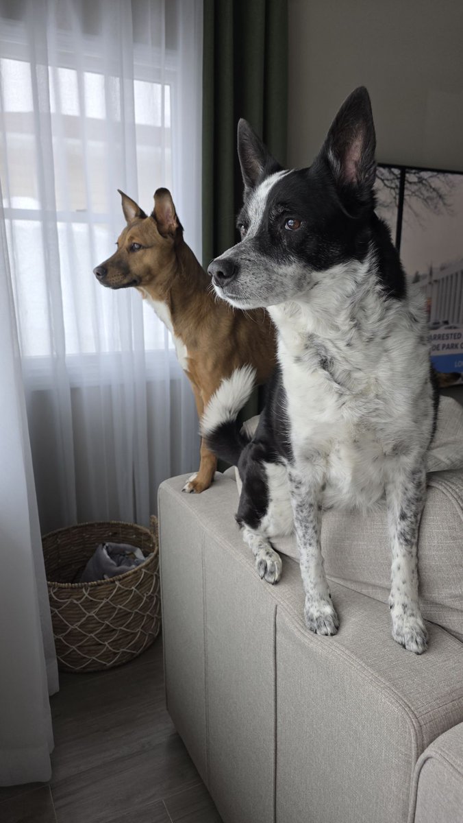 Macie Jay tweet media