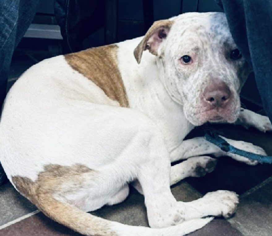 🆘Pebbles🆕💉🎯Manhattan NY🆘
This petrified 3️⃣yr old boy will be foist into the 💉room 💨 He’s bereft 

🆔2️⃣4️⃣9️⃣0️⃣8️⃣5️⃣• 6️⃣0️⃣pounds

The sadness in his eyes is desolate☹️

Will 🫵🏻help Pebbles escape 💀 🧐

DM <a href="/notthesameone2/">Not the Same</a> to Foster or Adopt forlorn Pebbles🤞🏻
🚫💉NYC 🚫💉 🇺🇸