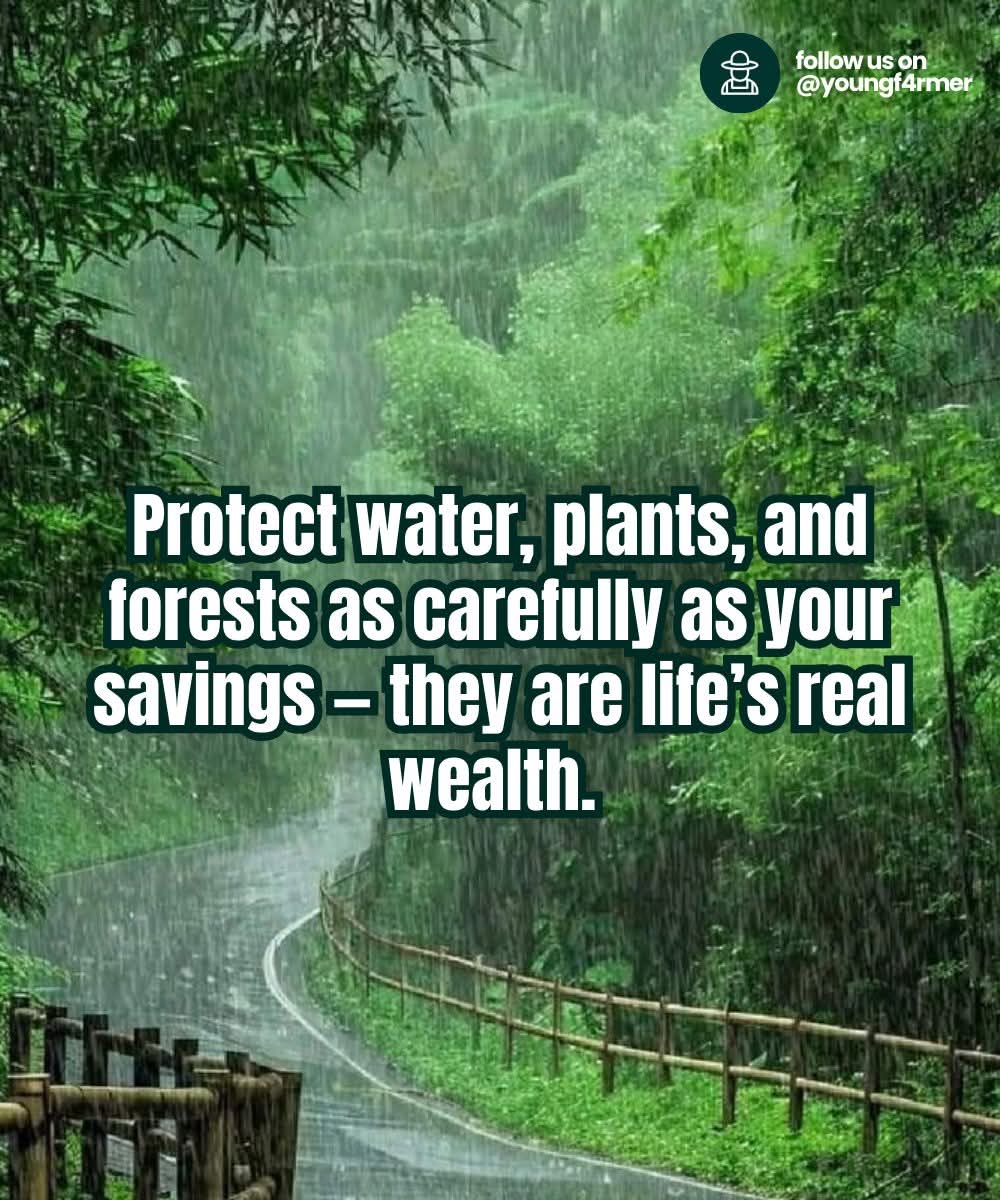 Mountain Cabins tweet media