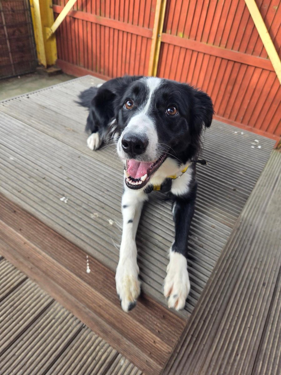 Dogs Trust Glasgow tweet media