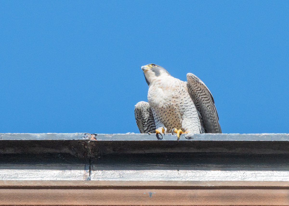 Brian Gallagher tweet media