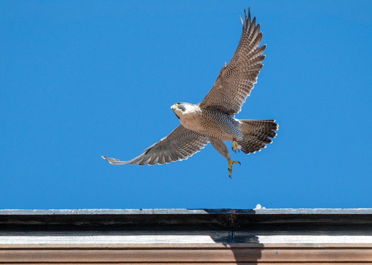 Brian Gallagher tweet media