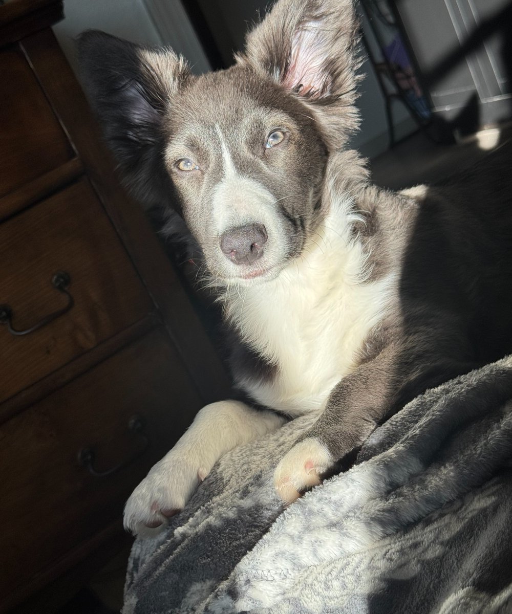 Spot Pet Insurance tweet media