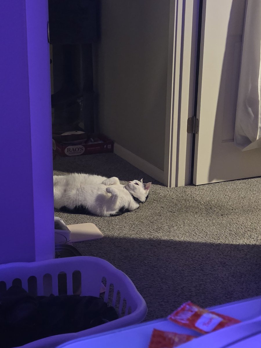 Have a cat picture of him being a goofball. Anyways hows everyones friday eve?