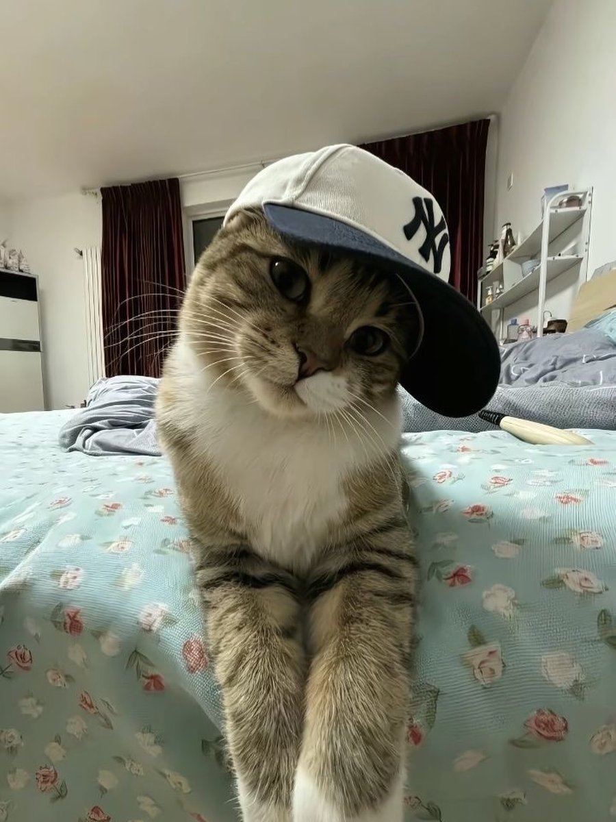 Cute Cats 🐱 tweet media