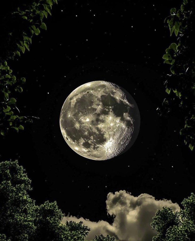 MOON LOVER tweet media