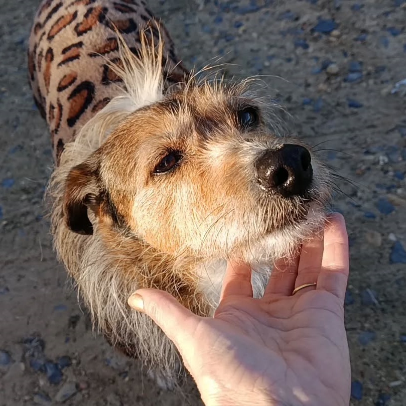 SosAbuelos1's tweet image. #HUELVA
#NOEL tiene 15 años y lleva desde bebé en la prote... Dos veces estuvo a punto de irse adoptado y las dos veces fallaron dejando un mal sabor de boca.

No parece ser el perrito que la gente busca, aunque es súper, súper cariñoso, le encantan los mimos y que lo acaricien.