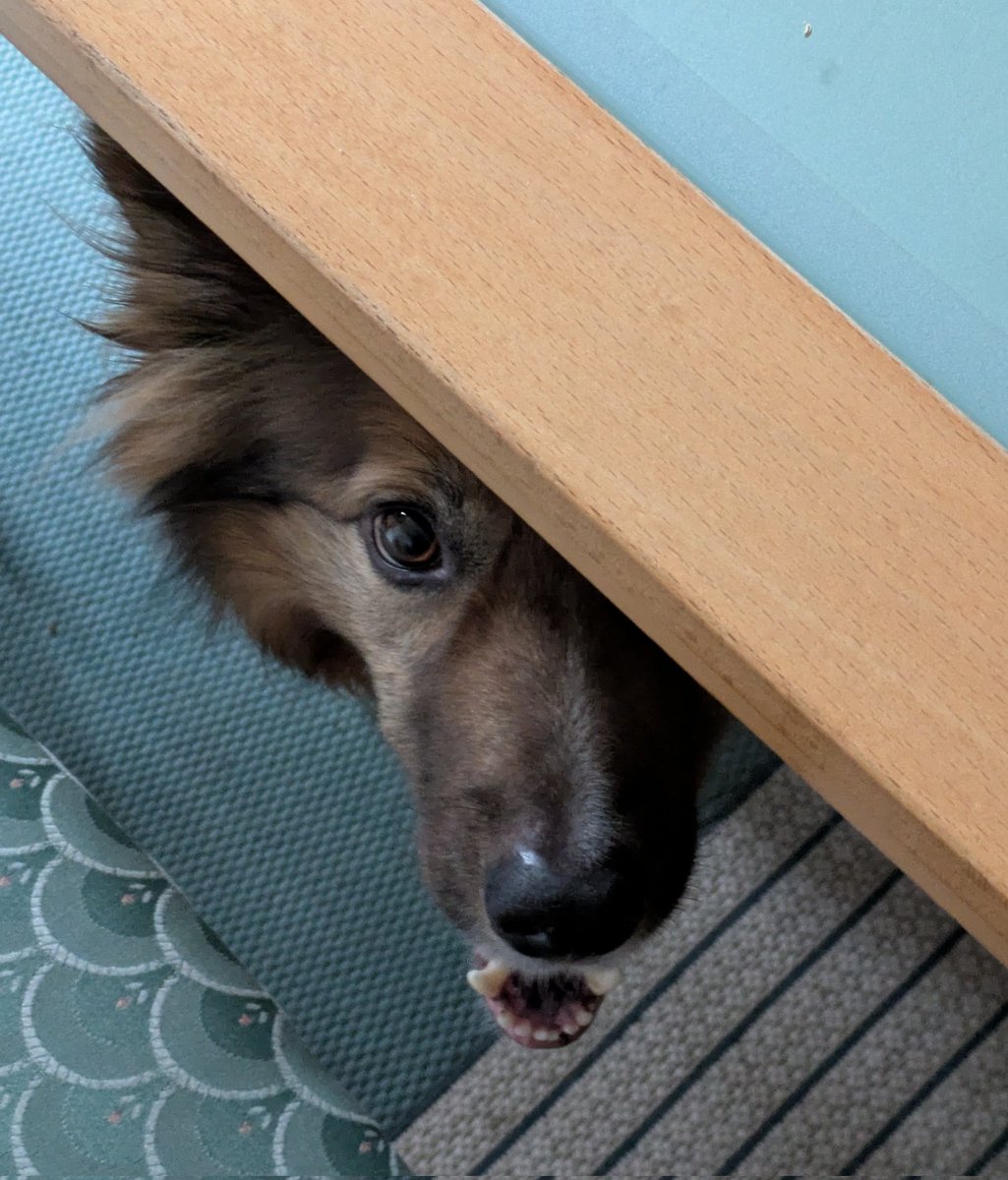 CamasTheCollie's tweet image. Fiona made the mistake of getting up during breakfast. I am now politely suggesting that she gets mine before she sits down to finish hers. 🐾🐾🥣☕😏
#BorderCollie
#HurryUp
#Hungry
#FeedMe
#ThursdayThoughts