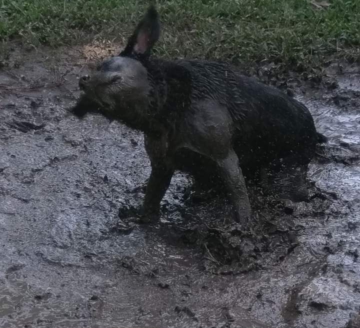 Coach Dorn || Oyaji Club tweet media